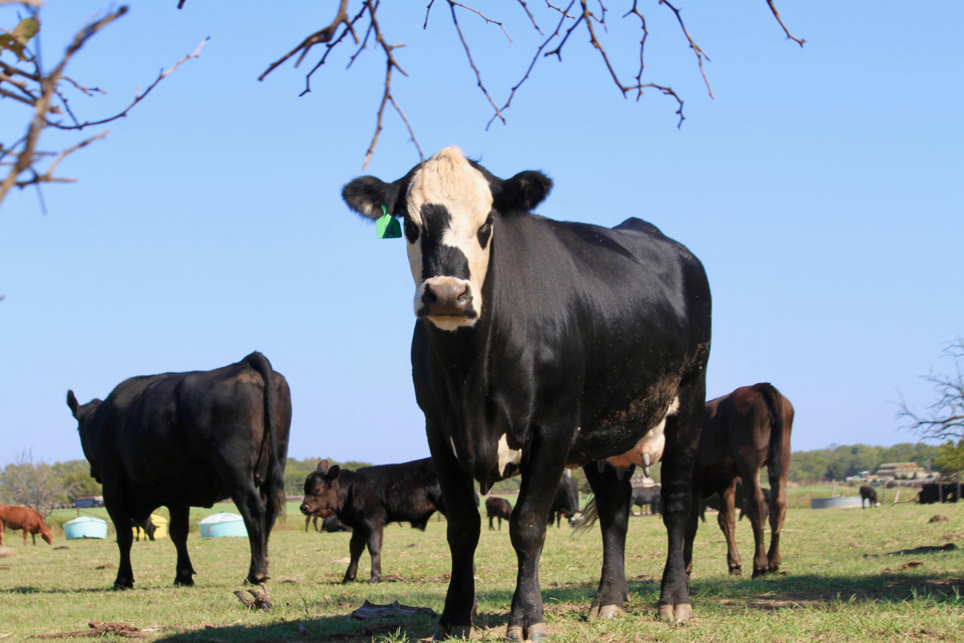 A Woods Cattle cow with her herd on green Kansas pasture