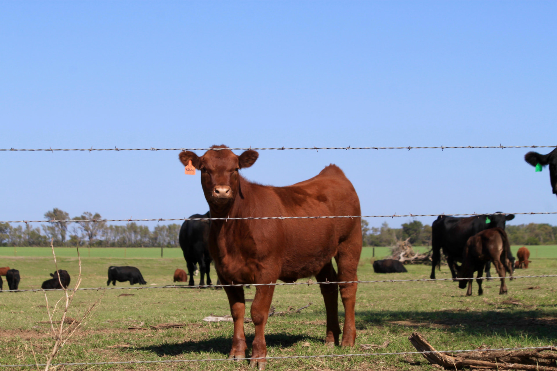 A heifer standing at the fence on the Woods Cattle pasture